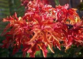 2 x palmiers Acer . 'Shishigashira' - Esdoorn du Japon 'Shishigashira' 30- 40 cm en pot