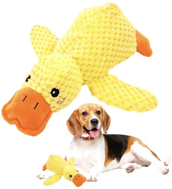 Beagle ligt naast een geel eendenspeeltje. Ook een kleiner exemplaar is zichtbaar.