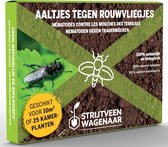 Aaltjes tegen Rouwvliegjes 10m² - Steinernema Feltiae - Nematoden tegen rouwvliegjes - Rouwvliegjes bestrijden - Afweermiddelen binnen