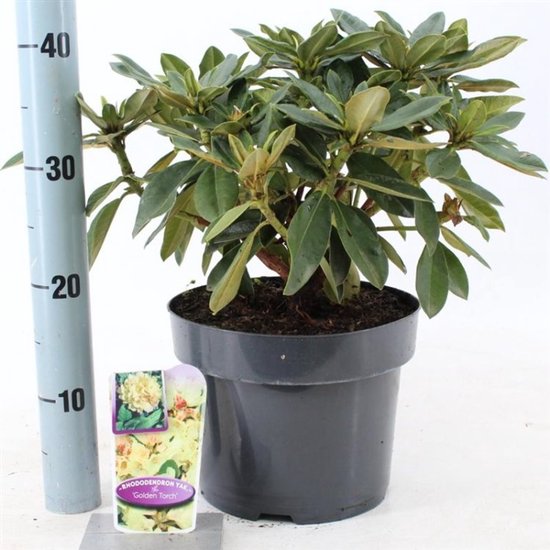 3 Rhododendrons Mix En Pot ⌀9 Cm - Persistants, Hauteur 15-20 Cm - Pour Jardin Ombragé, Peu D'entretien