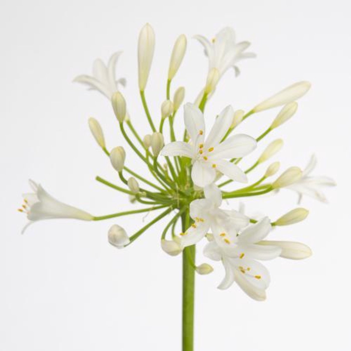10x Agapanthus gletsjer 60cm
