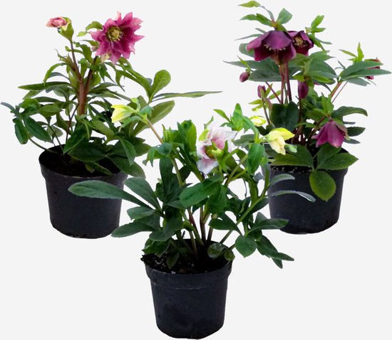 Plant in a Box - Helleborus Orientalis - Mix van 3 - Kerstrozen winterhard - Kleurrijke bloemen - Tuinplanten - Pot 12cm - Hoogte 20-30cm