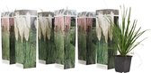 Plant in a Box - Mix de 6 Herbes de Pampa - Cortaderia selloana - Wit, Rose - Pot 9cm - Hauteur 25-40cm