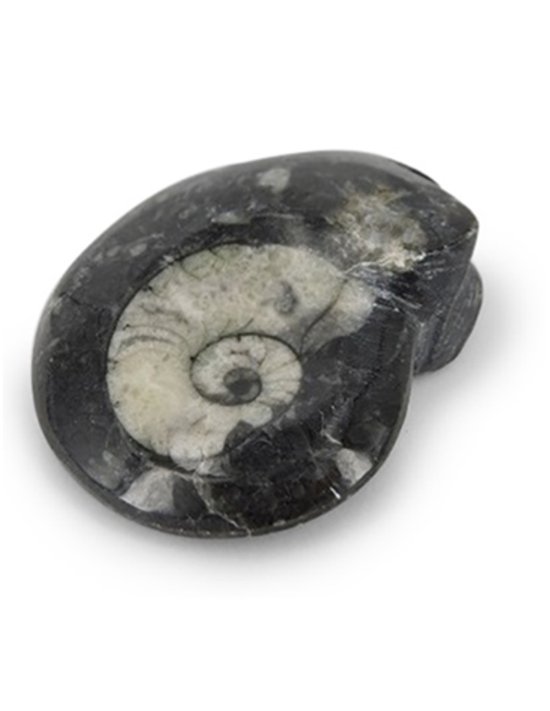 Ammonite noire avec une spirale crème au centre.