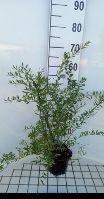 Un petit arbuste feuillu vert en pot, à côté d'une règle graduée de 60 cm.