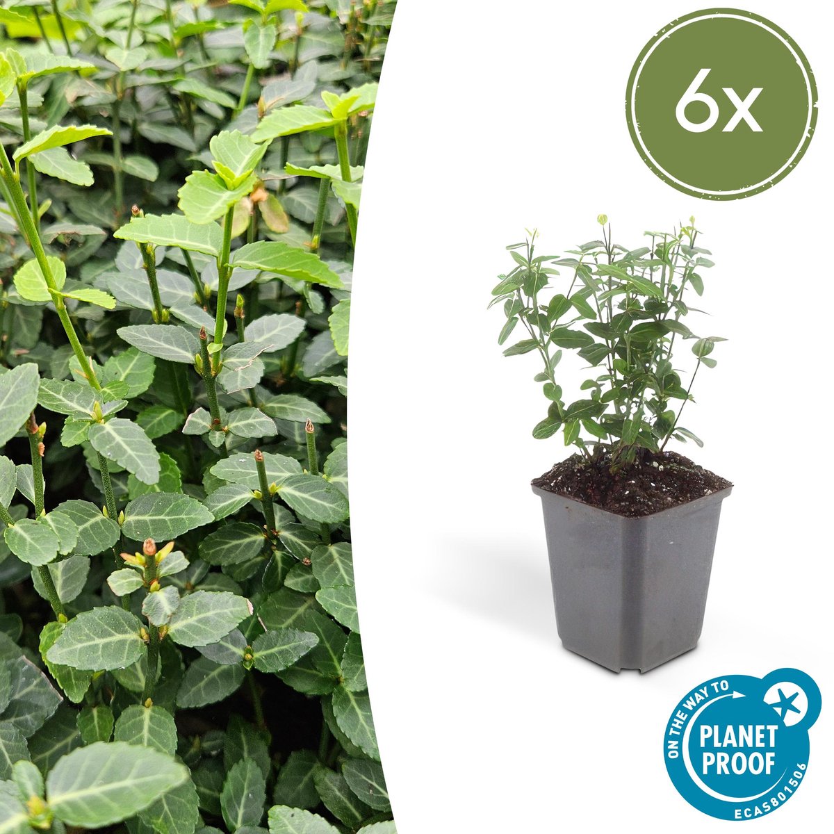 Tuinplantenshop.com | Euonymus fortunei radicans | 6 stuks - Ø9cm - 10-25cm hoog - Tuinplant