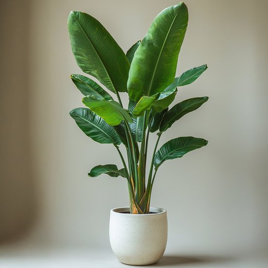 Grote kamerplant met grote, donkergroene bladeren in een witte, gestructureerde pot.