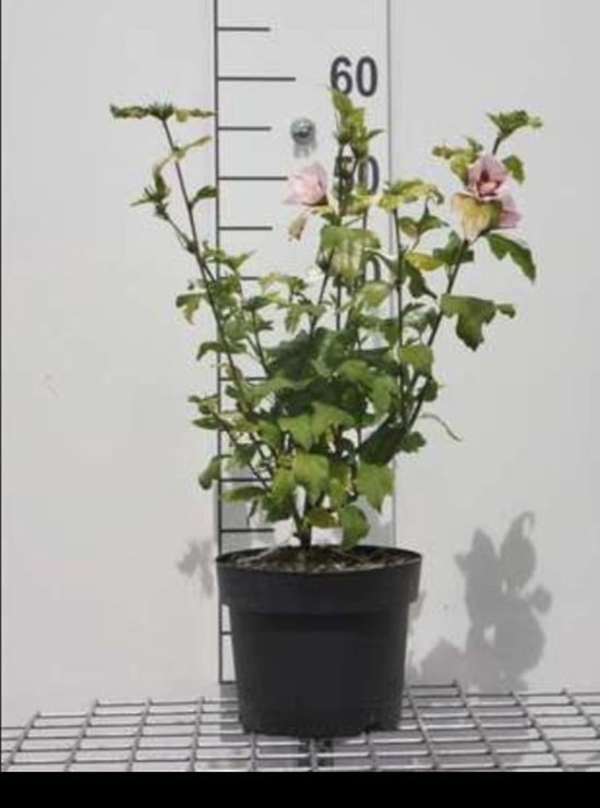 Hibiscus