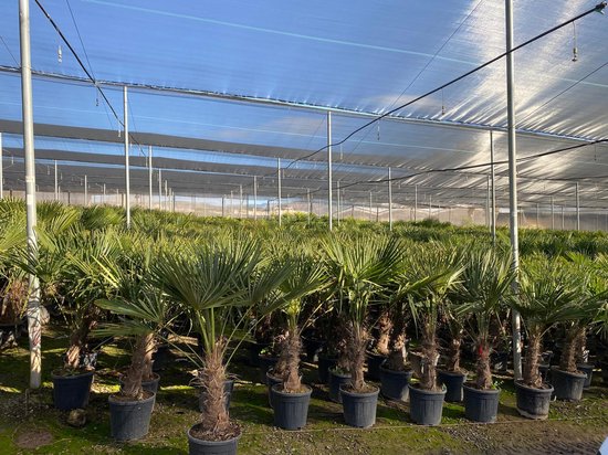 Sunny Tree - Palmboom - Trachycarpus fortunei - Winterharde Palmboom voor buiten - Hoogte: 150 cm