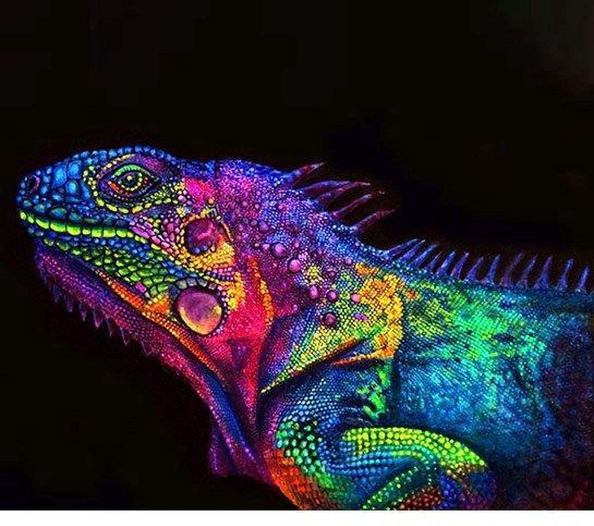 Schilderenopnummers.com® - Schilderen op nummer volwassenen - Kameleon - 50x40 cm