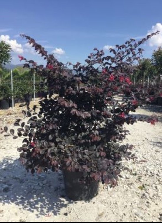 2 x menton Loropetalum. 'Black Pearl' ® - Buisson de sorcières 40- 50 cm en pot
