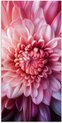 Dahlia, Roze