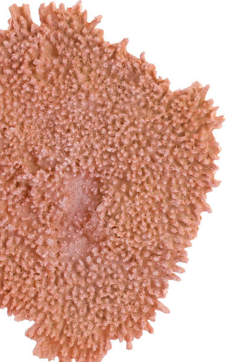 Ornament CORAL - 37x31x61.5cm - Oranje