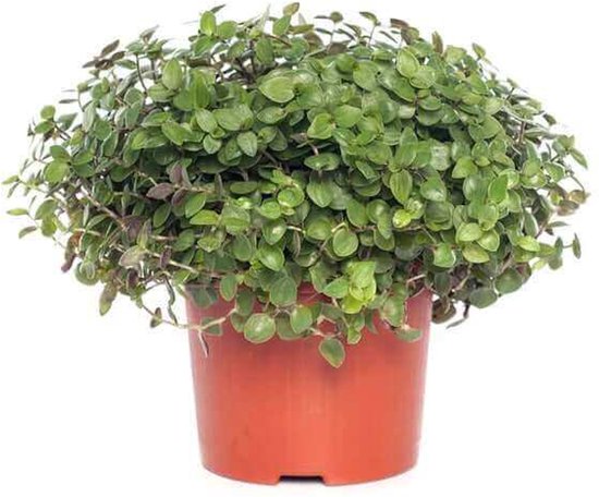 Callisia Repens - Plante tortue - Plante vitaminée - 20cm de haut - 22cm de large - 1pc