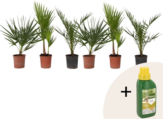 Vijf palmen in bruine en zwarte potten met fles Pokon palmenvoeding.