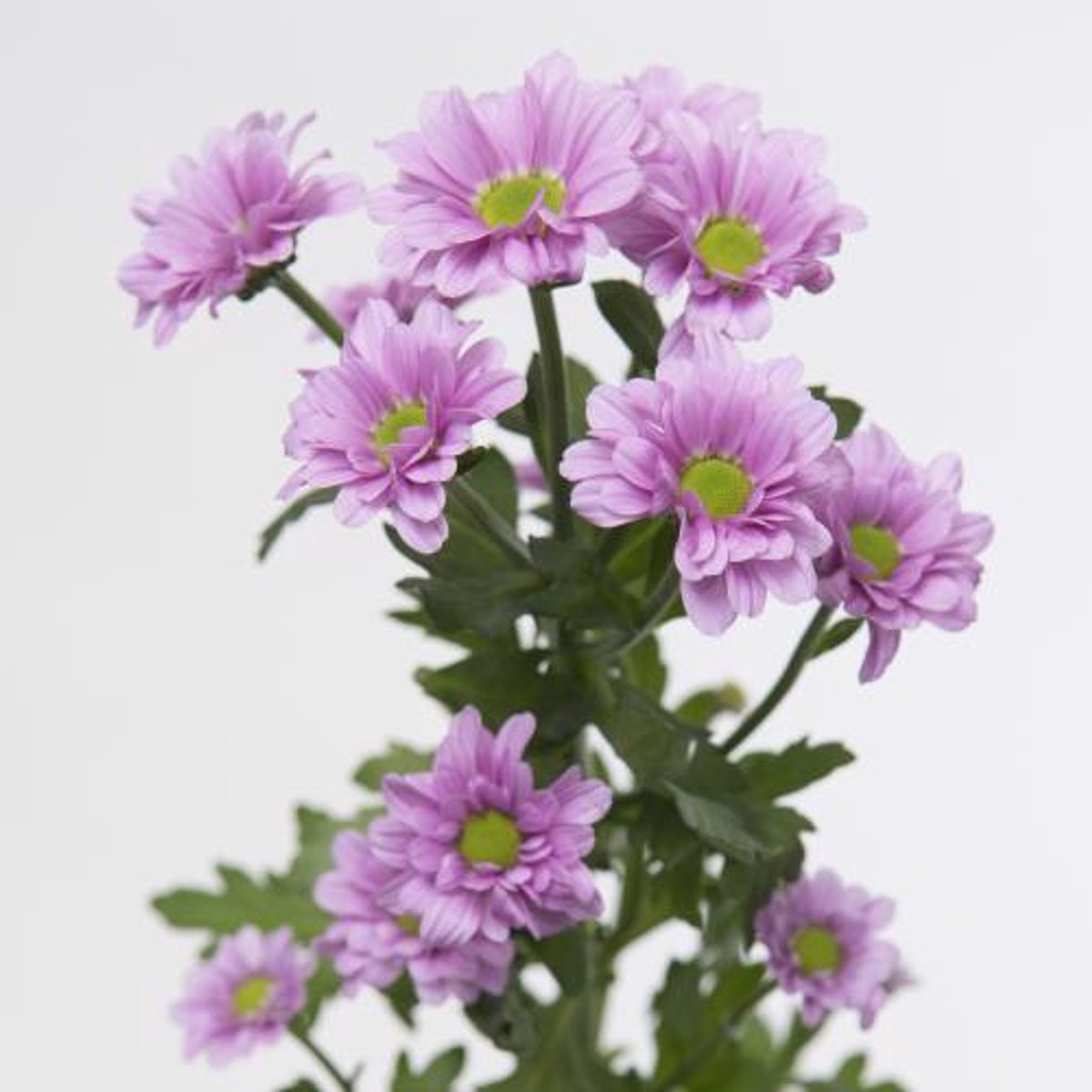 25x Chrysant san.krissi 50cm