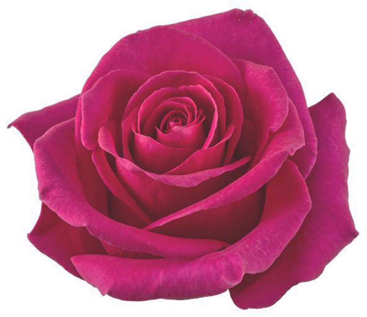 25x Rosa pink floyd! 50cm