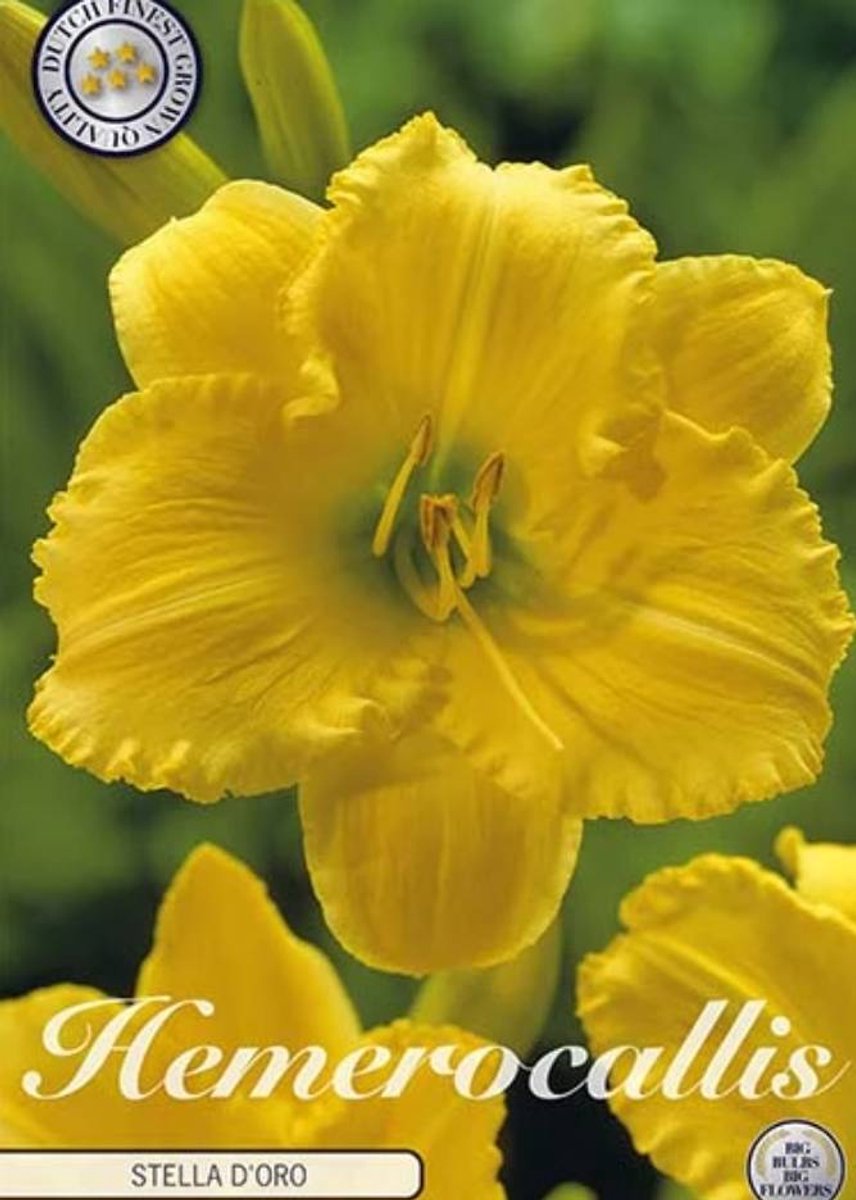 Dutch Finest Quality bloembollen Hemerocallis Stella d'Or 1 I .s