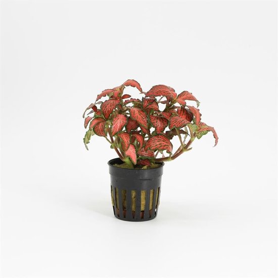 Fittonia ‘Forest Flame’