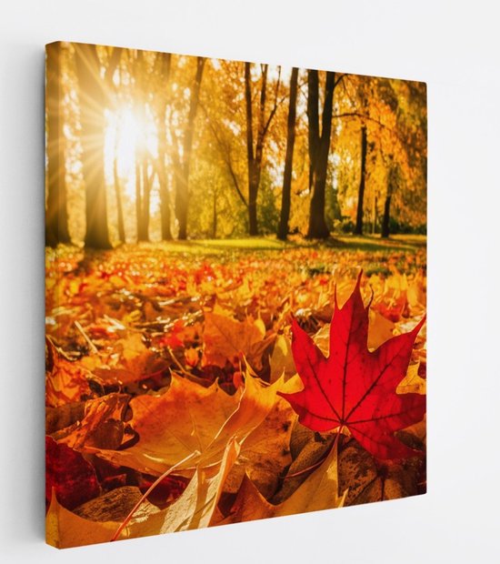 Saammp Canvas Schilderij - Rood Herfst Blad - Natuur - Bloemen - 30x30 - Foto op canvas - Wanddecoratie - Muurdecoratie Woonkamer - Slaapkamer decoratie - Canvas Print
