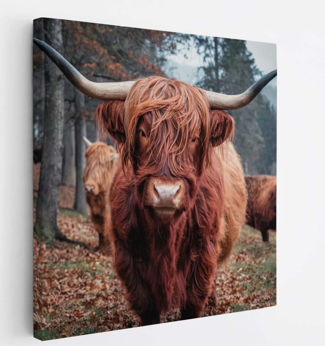 Saammp Canvas Schilderij Schotse Hooglander Koe - Dieren - Natuur - 100x100 - Foto op canvas - Wanddecoratie - muurdecoratie Woonkamer - Slaapkamer decoratie - Canvas Print Multicolor