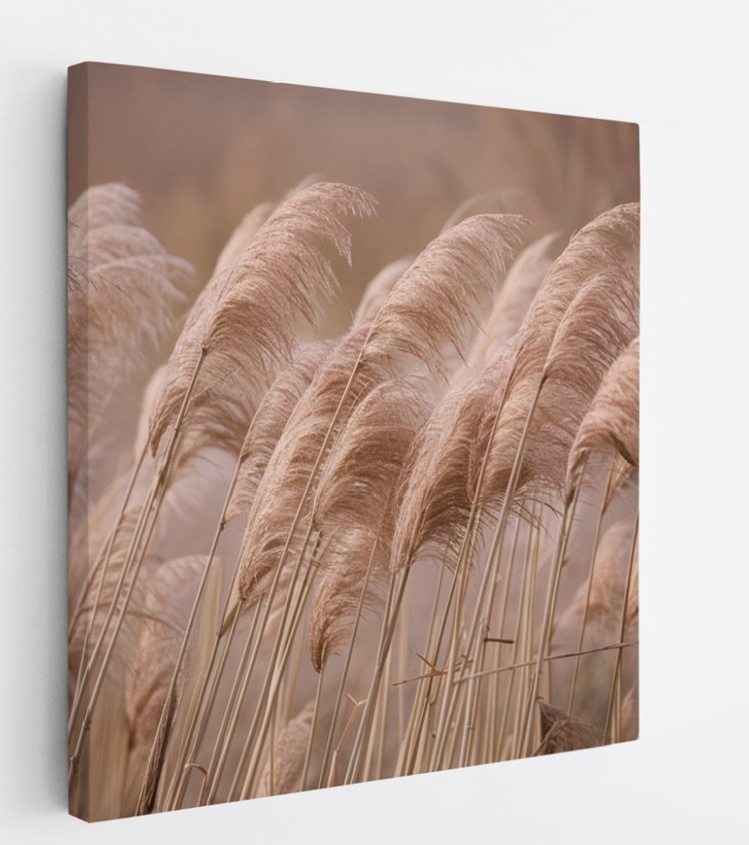 Saammp Canvas Schilderij - Pampas pluimen in de natuur - Bloemen - 40x40 - Foto op canvas - Wanddecoratie - Muurdecoratie Woonkamer - Kantoor Decoratie Multicolor