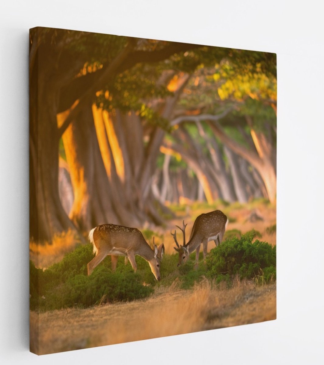 Saammp Canvas Schilderij - 2 jonge herten in zonsopgang - Natuur - Dieren - 100x100 - Foto op canvas - Wanddecoratie - Muurdecoratie Woonkamer - Slaapkamer decoratie - Canvas Print Multicolor