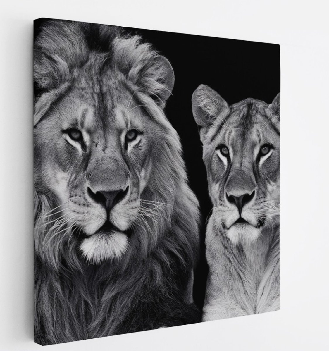 Saammp Canvas Schilderij - Leeuw en Leeuwin - Zwart-wit - Dieren - Natuur - 40x40 - Foto op canvas - Wanddecoratie - Muurdecoratie Woonkamer - Slaapkamer decoratie - Canvas Print Multicolor