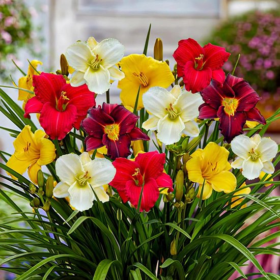 Daglelie – Buitenplant – Hemerocallis