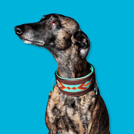 DWAM Halsband hond – Hondenhalsband – Windhond - Turquoise – Leer – L – 31-38 x 6 cm – Paddy Lee