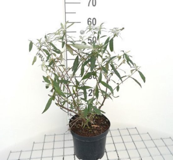 2 x Buddleja dav. ' Summer Bird Sky Blue' - Arbre aux papillons 30- 40 cm en pot