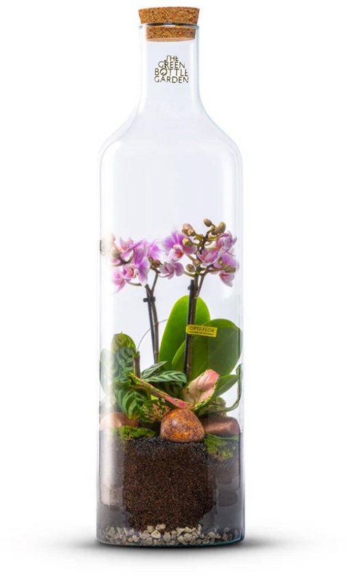 The Green Bottle Garden - Bottle Orchidee L - Terrarium - Flessentuin - Orchidee in glas - kant en klaar-