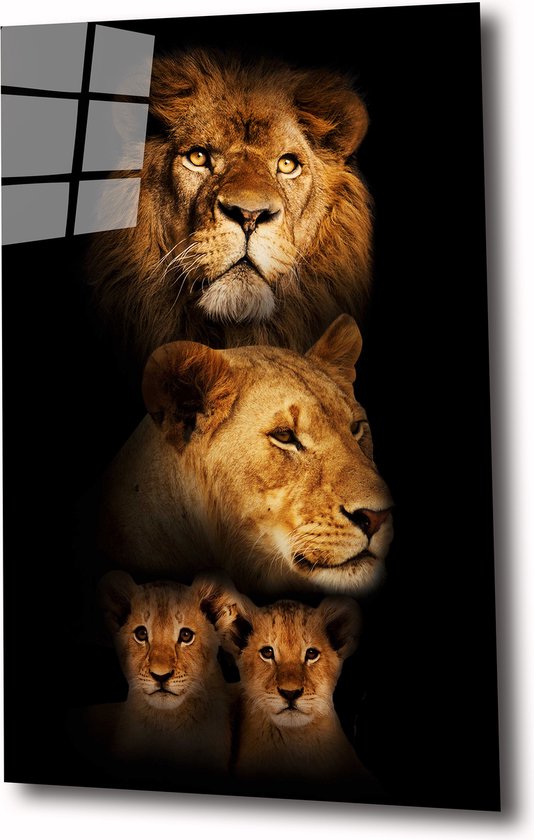 Lion family 120x80 plexiglas 5mm