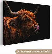 Highlander écossais se léchant le nez sur une toile de fond noir 2cm 30x20 cm - petit - Tirage photo sur toile (Décoration murale salon / chambre) / Animaux sauvages Peintures sur toile
