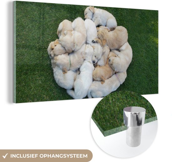 MuchoWow® Glasschilderij 120x60 cm - Schilderij acrylglas - Honden - Puppy - Gras - Foto op glas - Schilderijen