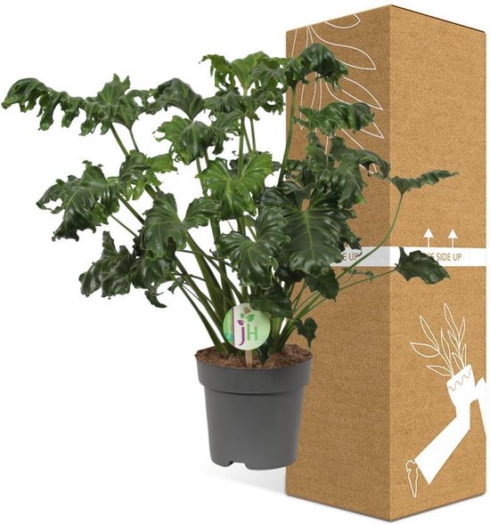 Everspring Philodendron Atlantis - 17cm - 50cm - Kamerplant | bol
