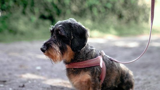 CONÇU PAR LOTTE DBL WALKING LINE VELURA RZE 120X25