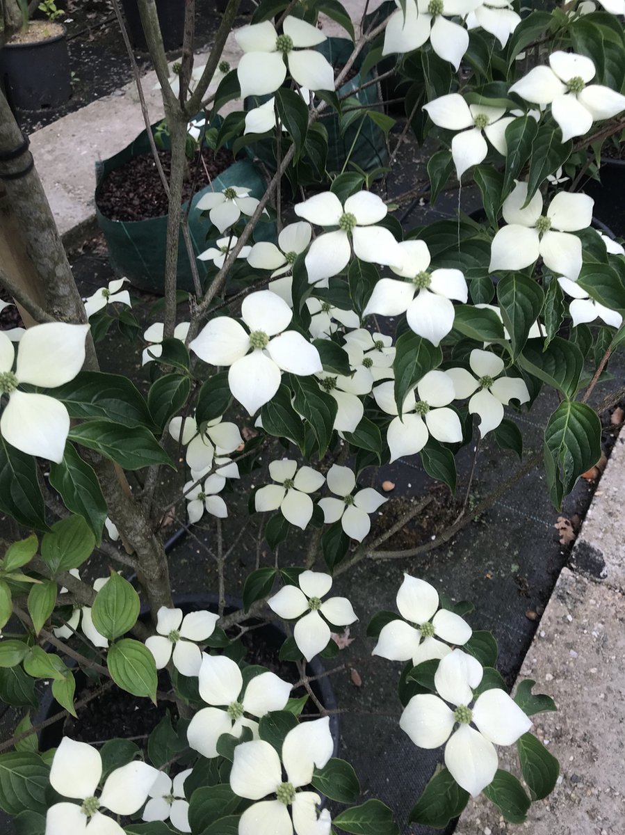 Cornus kousa 'Weisse Fontaene' (Japanse grootbloemige kornoelje Cornus kousa 'Weisse Fontaene' (Japanse grootbloemige kornoelje