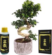 vdvelde.com - Bonsai Boom Ginseng XXL - Bonsaiboom Hoogte Ca. 55 cm - Inclusief Pot, Bonsai boek en Bonsai voeding