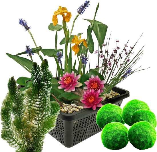 vdvelde.com Mini Vijver Planten Set Winterhard