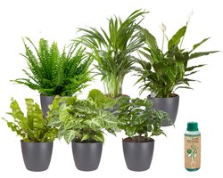 Ecoworld Makkelijke & Luchtzuiverende Kamerplanten Mix - 6 stuks - Ø 12 cm - Hoogte 30-40 cm incl. Potten Antraciet