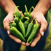 Peper zaden - Jalapeno