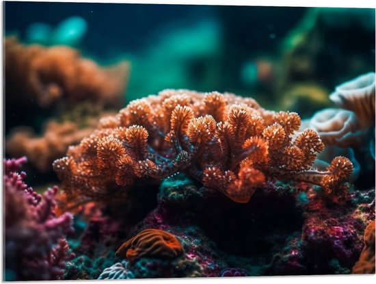 Acrylglas - Oceaan - Zee - Koraal - Kleuren - 80x60 cm Foto op Acrylglas (Met Ophangsysteem)
