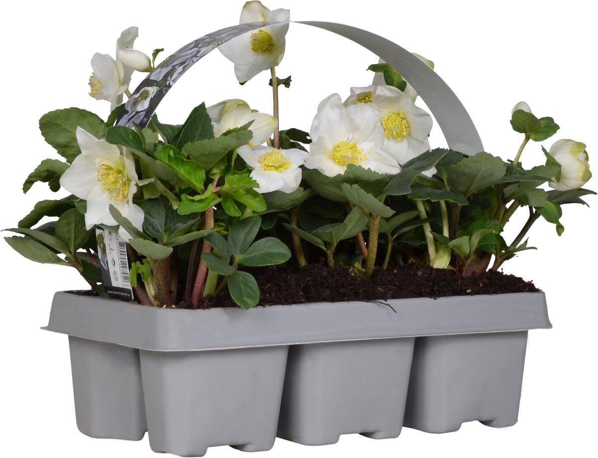 Bloomique - Set van 1 - Helleborus Niger Christmas Carol - Kerstroos - Tuinplanten - Winterhard - Winterbloeiend - Groenblijvend - Hoogte 10-20 cm - Kluit 9 cm