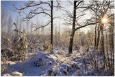 Poster (Mat) - Landschap - Winter - Bomen - Planten - Sneeuw - Zon - 60x40 cm Foto op Posterpapier met een Matte look