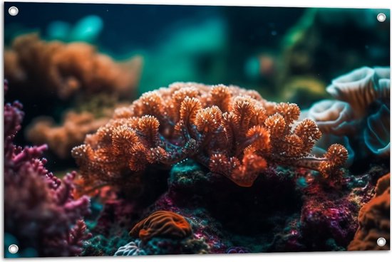 Tuinposter – Oceaan - Zee - Koraal - Kleuren - 90x60 cm Foto op Tuinposter (wanddecoratie voor buiten en binnen)