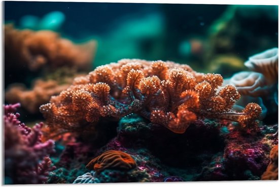 Acrylglas - Oceaan - Zee - Koraal - Kleuren - 75x50 cm Foto op Acrylglas (Met Ophangsysteem)