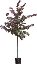 Judasboom  'Forest Pansy' hoogstam Cercis canadensis Forest Pansy  totaal hoogte 200-300cm