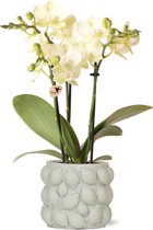 Kolibri Orchids | gele Phalaenopsis orchidee – Mexico + Citrus sierpot green – potmaat Ø9cm – 40cm hoog | bloeiende kamerplant in bloempot - vers van de kweker