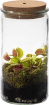 vdvelde.com - Weck Glas - Venus Vliegenval - Ecosysteem plant met lamp - 1 Vleesetende plant Venusvliegenvanger + Vleesetende planten boek - Ø 10,5 cm - Hoogte 21 cm